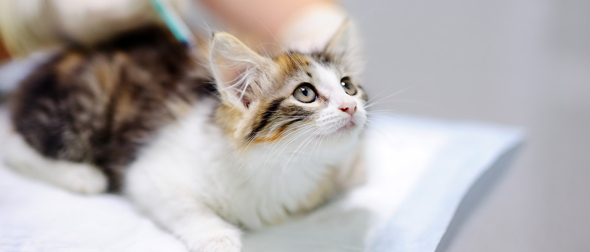 Szczepienia zasadnicze i dodatkowe kotów