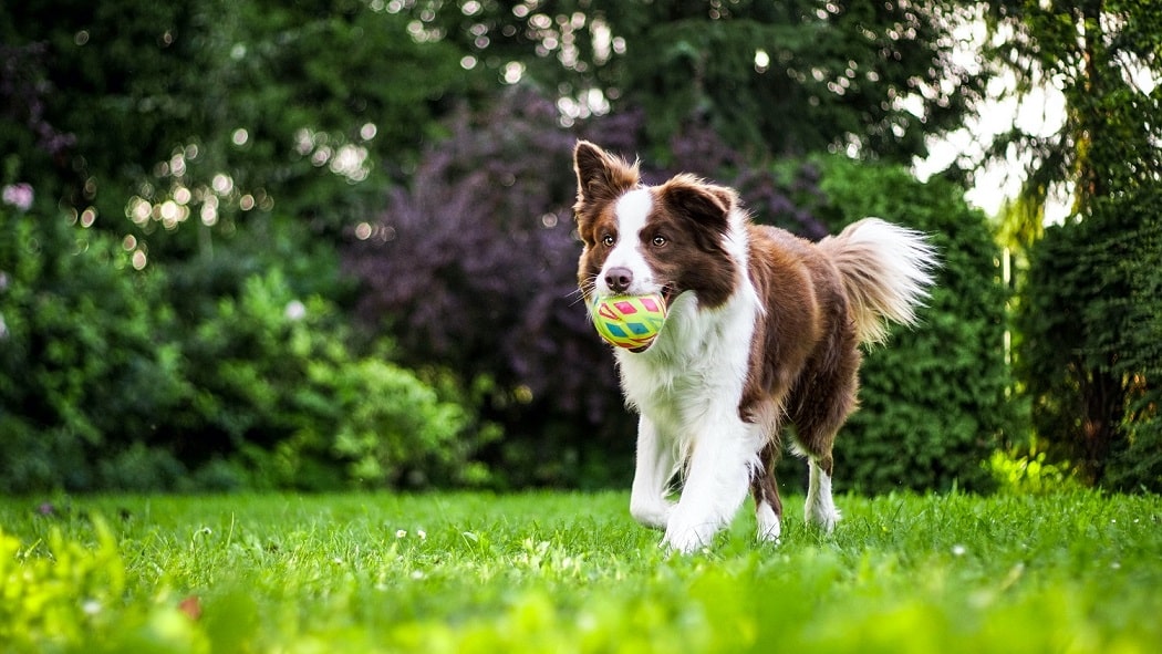 zdrowy pies z torunia biegający po trawie