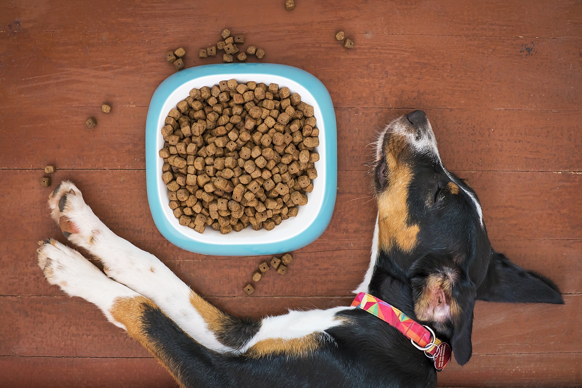 alergia pokarmowa u psów i kotów