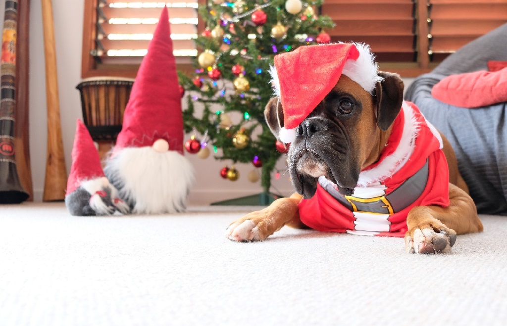 pies w czapce Mikołaja w Boże Narodzenie