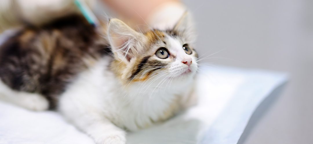 Szczepienia zasadnicze i dodatkowe kotów