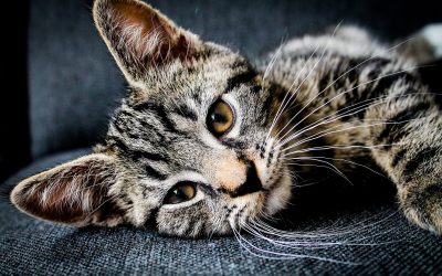Zakaźne zapalenie otrzewnej kotów, czyli FIP (feline infectious peritonitis)