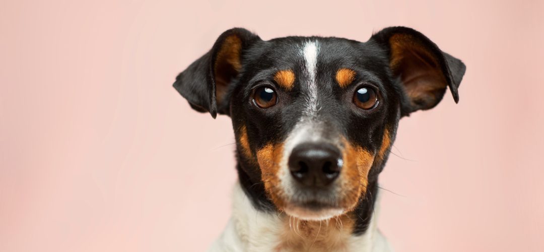 Parwowiroza u psa – przyczyny, objawy, diagnoza, leczenie