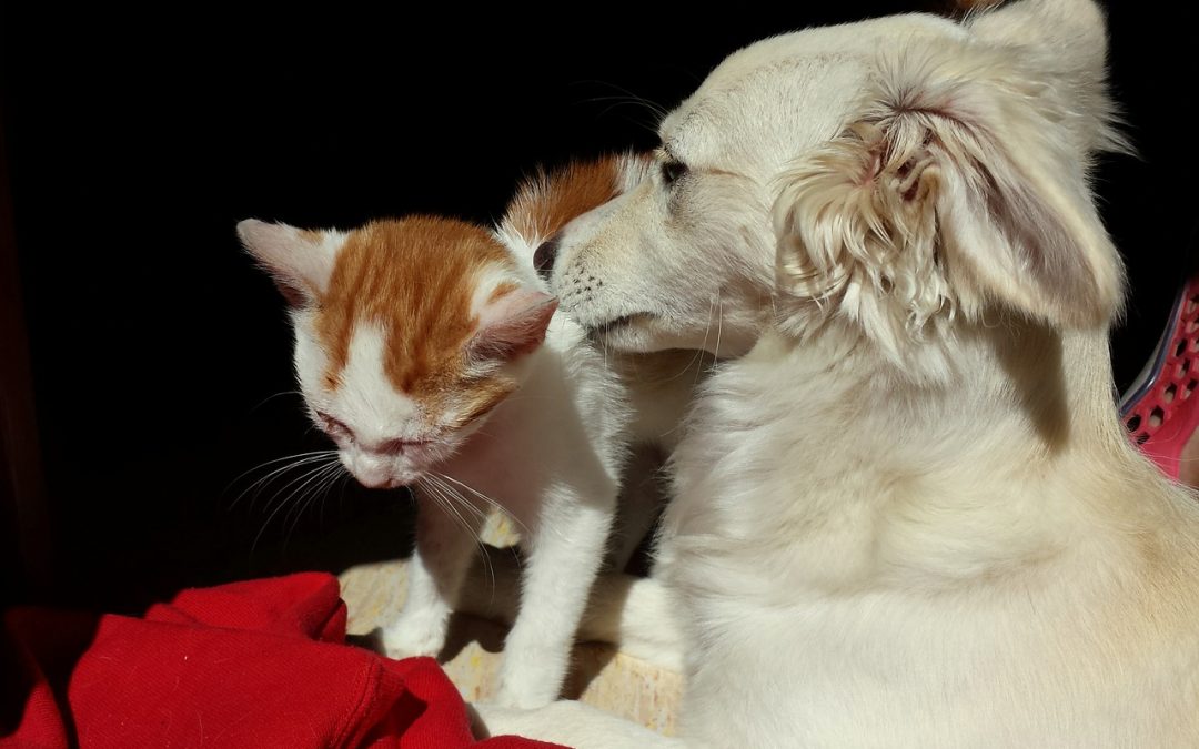 Badania profilaktyczne u psa i kota