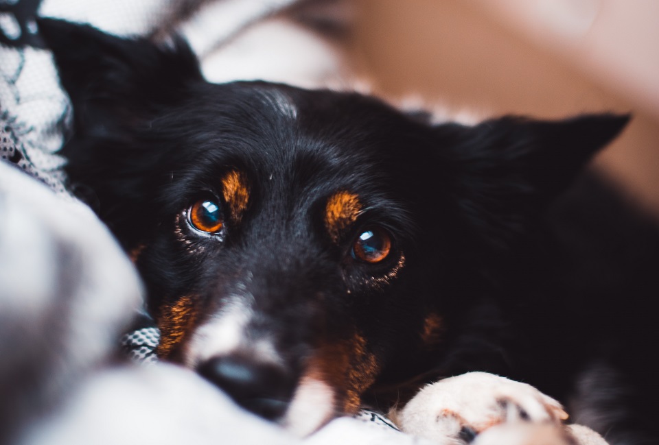 Zaćma u psa – rozpoznanie, leczenie